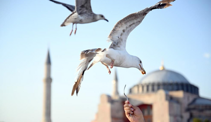 İstanbul'da martı turizmi! Sosyal medyada akım oldu...Her gün 2 bin turist aynı pozu veriyor - ekonomi