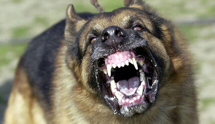 Belediyeye sokak köpeği cezası - gundem