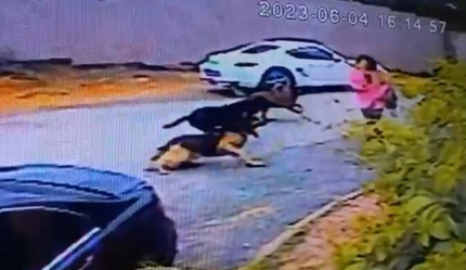 Sokak köpekleri dehşet saçtı! 1 kadını ısırdılar diğer zor kurtuldu...O anlar kameralara yansıdı! - gundem