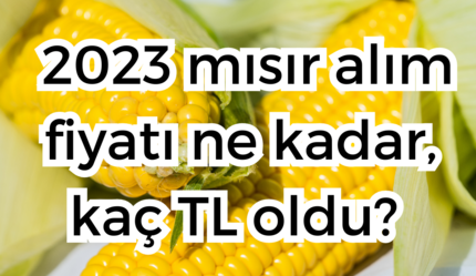 TMO MISIR FİYATI 2023 mısır alım fiyatı ne kadar, kaç TL oldu? - ekonomi