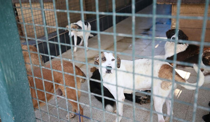 Uzman isim 'sokak köpekleri' için çözüm önerisi sundu: Problem iki yılda biter... - gundem