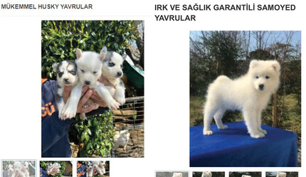 Online ticaret köpek meselesini daha da tetikliyor - gundem