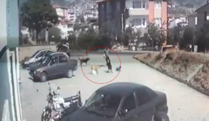 Sokak köpekleri yine dehşet saçtı! Çocuğu ölümden dönen baba: Bizim canımız yandı, başkalarının canı yanmasın! - gundem