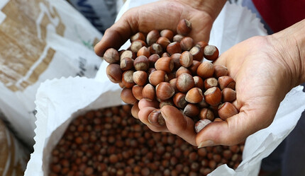 Toprak Mahsulleri Ofisi duyurdu: 2023 yılı kabuklu fındık alımları başladı - ekonomi