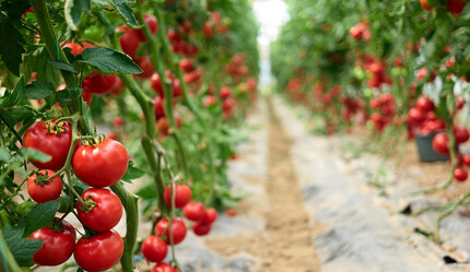 Jeotermal tarım OSB’leri can suyu olacak - ekonomi