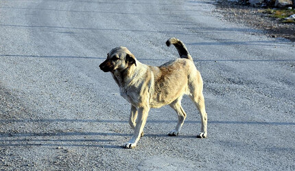 Başıboş köpekler yüzünden kuduz riski yüksek ülkeler arasındayız - gundem