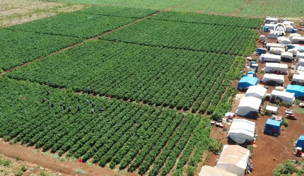 'Burada ekilmez' dediler, ekti ve üretimi 10'a katladı! Avrupa ülkelerinin ilk tercihi, dönüm başına 10 ton verim alıyor : Milletvekili dahi tebrik etti - ekonomi