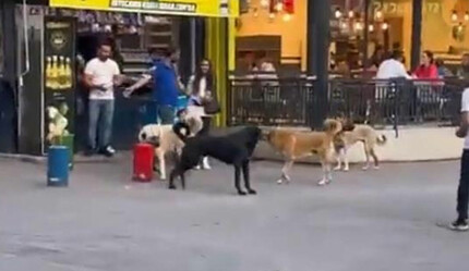 Başıboş sokak köpekleri korku saçtı! Çocuğunu arkasına saklayarak korudu - gundem