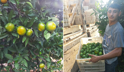 Bereketli topraklarda hasat sevinci: İlk mandalinalar toplanıyor - ekonomi