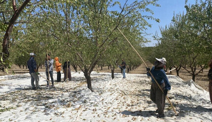 Hibe desteğiyle kurulmuştu, hasat heyecanı başladı! - ekonomi