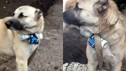 Silahlı Ermeni güçleri, EYP bağladıkları köpek ile Azerbaycan askerlerini hedef aldı - dunya