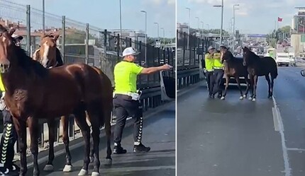 D-100 Karayolu'nda sıra dışı anlar: Başı boş atlar trafiği tehlikeye attı - gundem