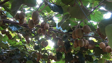 Çiftçiler hasat için gün sayıyor...Meyvelerin boyutu ve kalitesi yüzleri güldürüyor - gundem