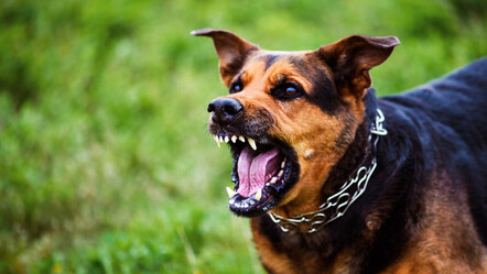 Konya'da başıboş köpek dehşeti: Küçük çocuğa 30 dikiş atıldı - gundem