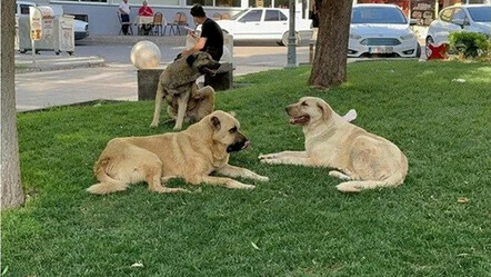 Sitede sokak köpeği dehşeti! 9 yaşındaki çocuğun yüzü parçalandı - gundem