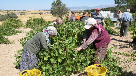 Uşak'ta 9 aydır beklenen bağ bozumu başladı: Tek tek toplanıp pazara gidiyor - turkiye