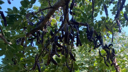 Geçen sene kilosu 40 liraydı! Fiyatı yüzde 80 düştü, 8 liraya geriledi: Alım satım durma noktasına geldi - yasam