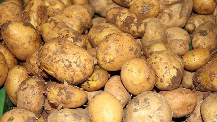 Patatesler nasıl taze kalır? Özel bir yöntemle 1 yıl bozulmadan taze kalabilir! - yemek