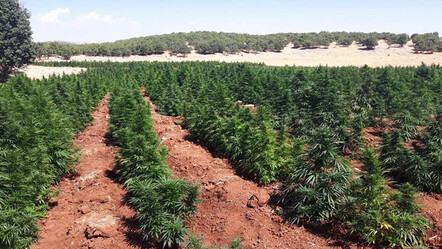 İki ilde eş zamanlı operasyon: 241 kilogram esrar ve 1230 kök Hint keneviri ele geçirildi - gundem