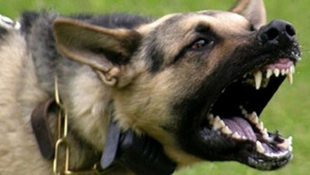 Sahibini ısıran köpek kuduz çıktı: Artvin'de köyler karantinaya alındı - gundem