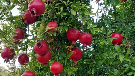 Kanserin korkulu rüyasında hasat 20 gün gecikti: Eczane gibi meyve çiftçiye bayram yaşattı - ekonomi