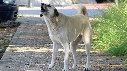 İstanbul Valiliği'nden kuduz açıklaması: 4 doz aşı yapıldı herhangi bir olumsuzluk yok - saglik