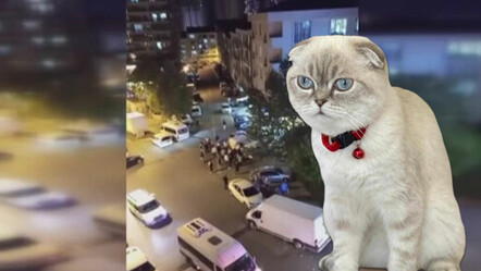 Esenyurt’ta film sahnelerini aratmayan çatışmanın arkasında ‘kedi’ çıktı! - gundem