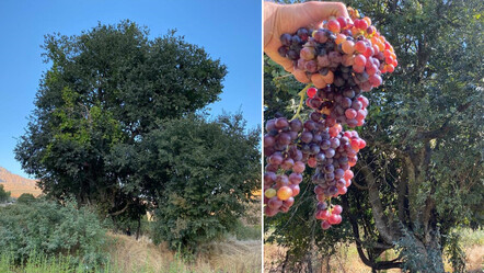 Asırlık üzüm ağacının salkımları şaşırtıyor: Verimi köylünün ilgi odağı oldu - dunya