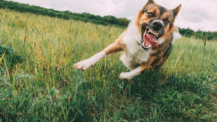 Başkentte mahalle sakinlerinin başıboş köpek isyanı: Çocuğumun psikolojisi bozuldu - gundem