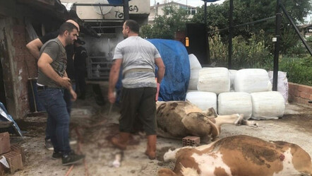 Akrabasıyla tartıştı: Hayvanları silahla vurarak telef etti - ekonomi