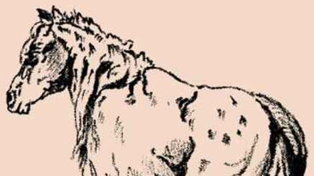 Atın kayıp sahibini 5 saniyede bulan ‘süper zeki’ sayılıyor - hayatin-icinden