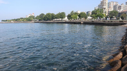 Bilim insanları keşfetti: Marmara Denizi'nde 'tombik'in sayısı hızla artıyor - teknoloji