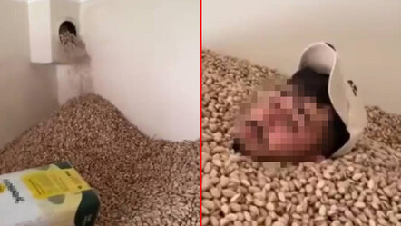 Fıstık deposundaki mide bulandıran görüntülere ilişkin yeni gelişme: Bir kişi daha gözaltına alındı - yasam