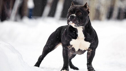 İngiltere'de gündem köpek saldırıları: 54 yaşındaki adam hayatını kaybetti - dunya