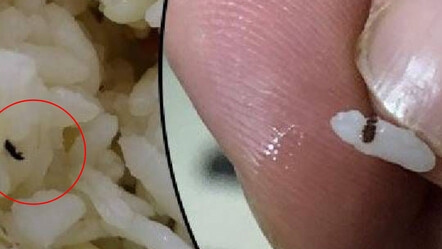 Pirinç böcekleniyorsa böyle saklayın; Asla kurtlanmıyor aylarca bozulmadan kalıyor. - yemek
