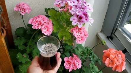 Küsen çiçek nasıl canlandırılır? Bu formülle solan çiçek kalmayacak: Çiçeklerin dibine bir çay bardağı dökmek bile yetiyor! - hayatin-icinden
