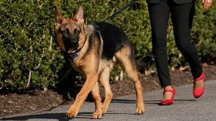 ABD Başkanı Biden'in 11 ajanı ısıran köpeği Beyaz Saray'dan kovuldu - dunya