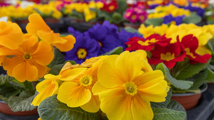 Çuha çiçeği aylarca solmadan kalıyor! Yalnızca uzmanların bildiği ve uyguladığı yöntem… - yasam