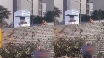 Esenyurt'taki fare istilası kamerada! Ekipler harekete geçti - gundem