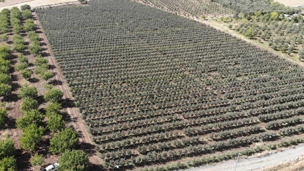 Tarlada 5, markette 30 lira! Hasat başladı, rekolte giderek düşüyor.. Sorun devam ederse kalanı da gidecek - ekonomi
