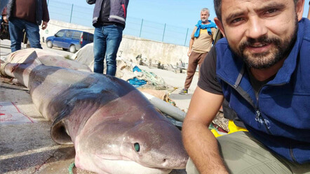 Ağlarına takılınca şok oldular! 1 tonluk köpek balığı ile hatıra fotoğrafı çektiler - gundem