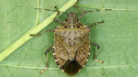 Ziraatçılar uyardı: Gördüğünüz yerde öldürün, büyük zarar verecek - yasam