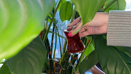 Namı çiçek coşturan! Bir bardak dökmek yetiyor, odayı adeta Amazon ormanlarına çeviriyor - dunya