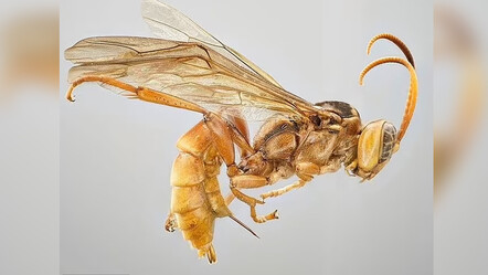 Bilim insanları yeni bir yaban arısı keşfetti: Avının kanını saniyeler içinde emiyor - gundem