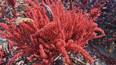 Türkiye'de 2 yerde yetiştiriliyor! Kozmetik sanayisinde kullanılıyor: Yüksek gelir elde ediliyor - teknoloji