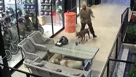 Önce Pitbull sonra sahibi saldırdı! Avcılar'da dehşet dolu anlar - gundem