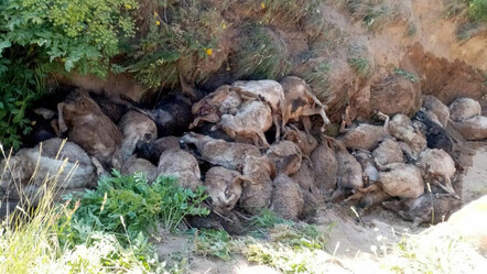 Sokak köpekleri dehşet saçtı: 10 koyunu telef etti, 15’ini de yaraladı - turkiye