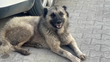 Dehşeti yaşadı! Bisikletli çocuğa başıboş köpek saldırdı - gundem