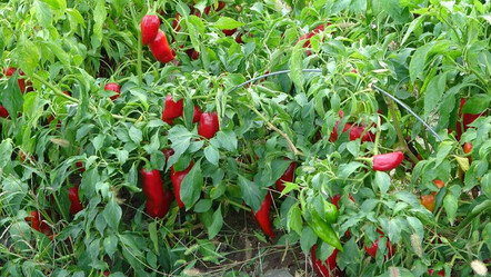 Tarlada 5 markette 40 TL! Çiftçi market fiyatlarına tepkili: 'Biz hariç herkes kazanıyor' - ekonomi
