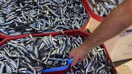 Karadeniz hamsisi tezgahların gözdesi! Bolluk yılı yaşanıyor, fiyatı giderek düşüyor - ekonomi